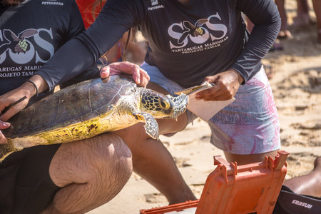Scientific Capture of Sea Turtles, measurement and data collection by Tamar Project (Tamar Project) at Boldro Beach Beach - Fernando de Noronha, Pernambuco, Brazilのeditorial素材