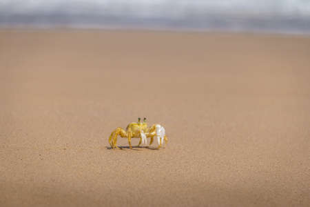 Yellow Crab (Johngarthia lagostoma or Gecarcinus lagostoma) at Praia do Sancho Beach - Fernando de Noronha, Pernambuco, Brazilの写真素材