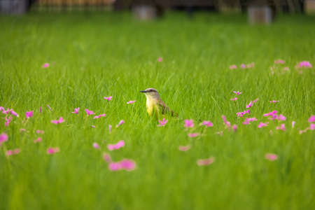 Cattle Tyrant bird (Machetornis rixosa) on a high grass green field with pink flowers at Palermo Woods - Buenos Aires, Argentinaの写真素材