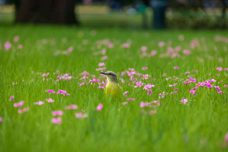 Cattle Tyrant bird (Machetornis rixosa) on a high grass green field with pink flowers at Palermo Woods - Buenos Aires, Argentinaの写真素材