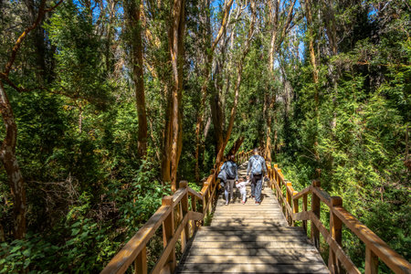 Boardwalk path at Arrayanes National Park - Villa La Angostura, Patagonia, Argentinaのeditorial素材