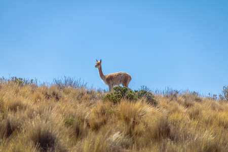 Vicunas near Serrania de Hornocal, the fourteen colors hill at Quebrada de Humahuaca - Humahuaca, Jujuy, Argentinaの写真素材