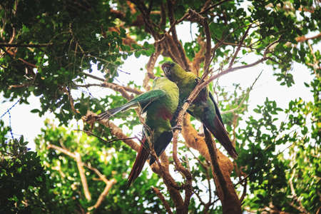 Couple of Slender-billed parakeet at Chiloe National Park - Chiloe Island, Chileの写真素材
