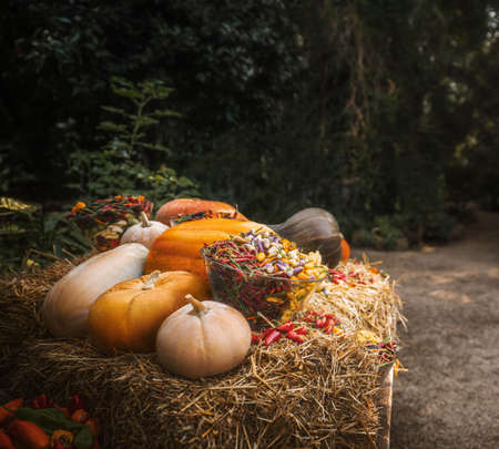 Festive autumn still life with pumpkins and vegetables