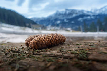 Detail of Conifer pine cone in winter - Murren, Switzerlandの写真素材