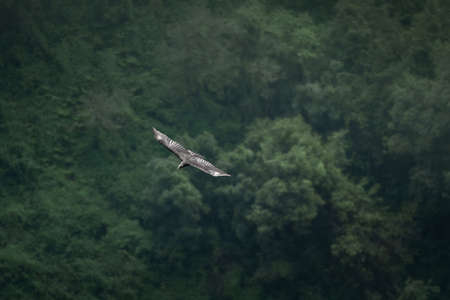 Black Vulture Flying (Coragyps atratus)の写真素材