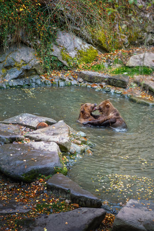 Cesky Krumlov, Czechia - Oct 3, 2019: Bear Moat at Cesky Krumlov Castle - Cesky Krumlov, Czech Republicのeditorial素材