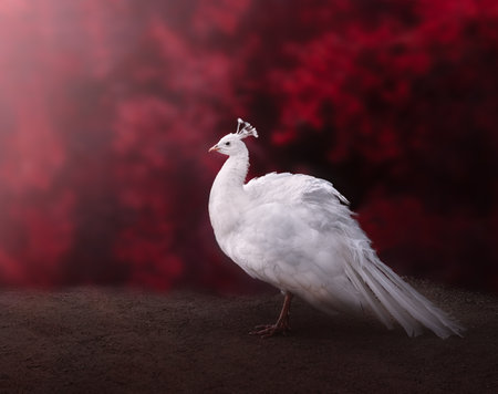 Female White Peacockの写真素材