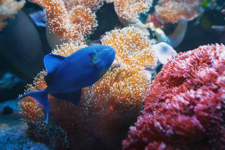 Redtoothed triggerfish Coral Reef Fish (Odonus niger)