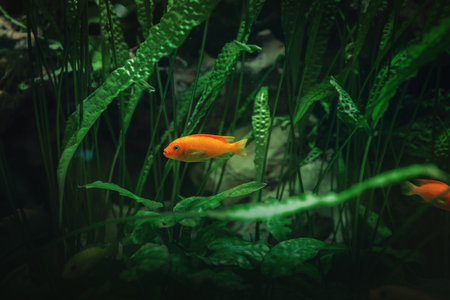 Beautiful Goldfish (Carassius auratus) on a green background