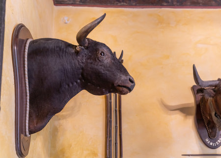 Seville, Spain - Apr 7, 2019: Bull Head Wall at Las Duenas Palace (Palacio de las Duenas) - Seville, Andalusia, Spainのeditorial素材