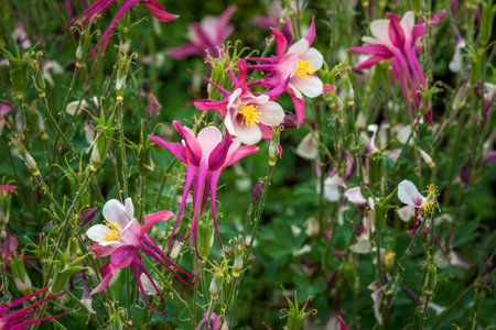 Columbine (Aquilegia) Flower also called Grannys Bonnetの写真素材