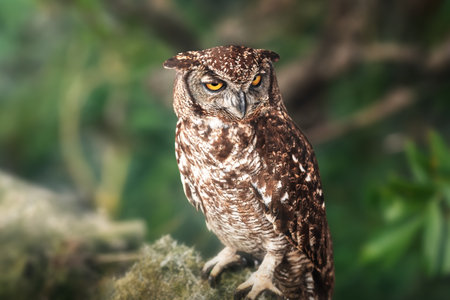 Spotted eagle-owl (Bubo africanus)の写真素材