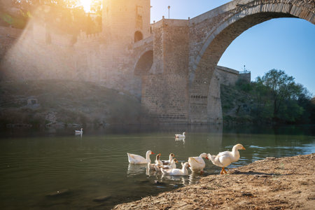 Geese at Tagus River and Alcantara Bridge - Toledo, Spainの写真素材
