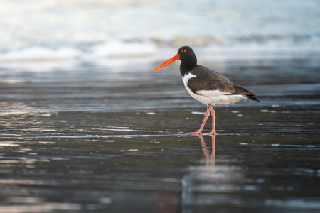 American Oystercatcher on a beach (Haematopus palliatus)の写真素材