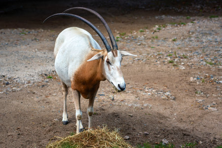 Scimitar Oryx (oryx dammah) - Antelopeの写真素材