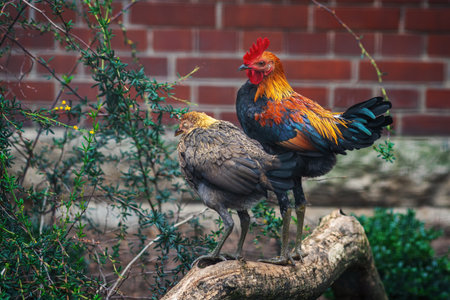 Rooster and Chicken - Modern English Game breedの写真素材