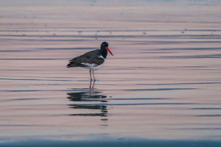 American Oystercatcher on a beach (Haematopus palliatus)の写真素材
