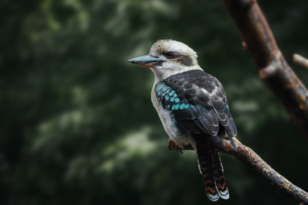 Laughing Kookaburra bird (dacelo novaeguineae)
