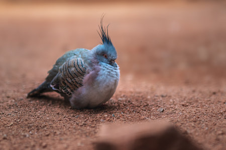 Crested pigeon resting (ocyphaps lophotes)の写真素材