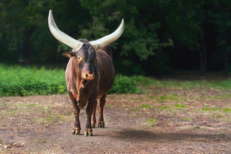 Ankole-Watusi Cattle or African Longhorn (bos taurus taurus watusi)の写真素材