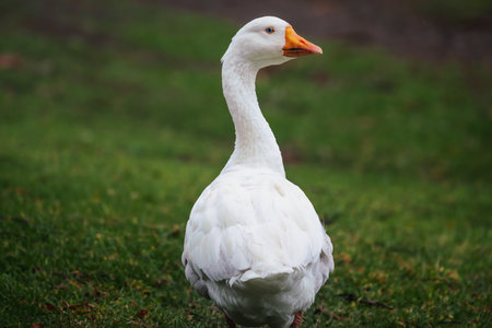 White Emden Goose (Anser domesticus)の写真素材