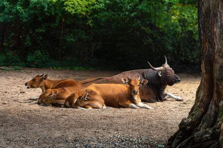 Javan Banteng Family (bos javanicus)の写真素材