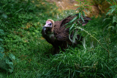 Hooded Vulture on the ground (necrosyrtes monachus)の写真素材