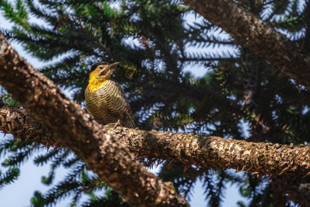 Field Flicker woodpecker (Colaptes campestris)