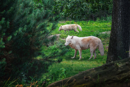 Arctic wolves (canis lupus arctos)の写真素材