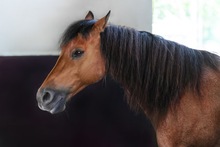 Beautiful Bay Horse Head (Equus ferus caballus)の写真素材