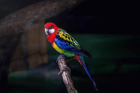 Eastern Rosella bird (Platycercus eximius)の写真素材