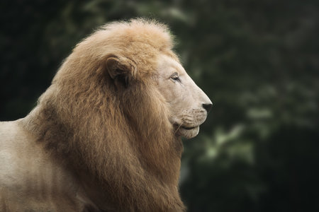 White Lion (Panthera leo) - Leucistic Lionの写真素材