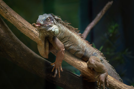 Green Iguana Lizard (Iguana iguana)の写真素材