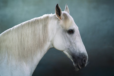 Beautiful White Horse Head (Equus ferus caballus)の写真素材