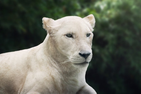 White Lioness (Panthera leo) - Leucistic Lionの写真素材