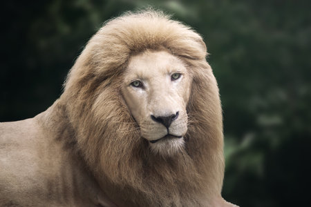 White Lion (Panthera leo) - Leucistic Lionの写真素材