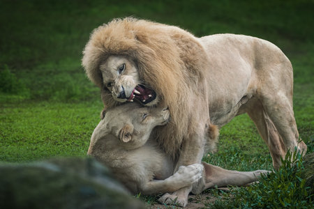 Ferocious White Lion and Lioness Playing (Panthera leo) - Leucistic Lionの写真素材
