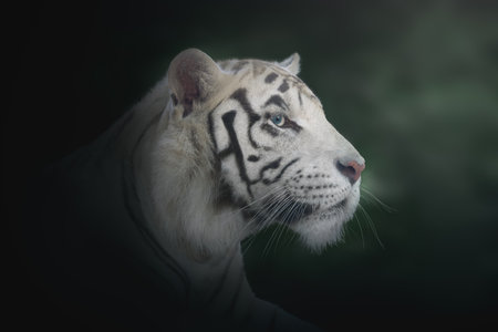 White Tiger (Panthera tigris) - Leucistic Tigerの写真素材