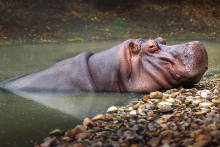 Hippopotamus on water (Hippopotamus amphibius)