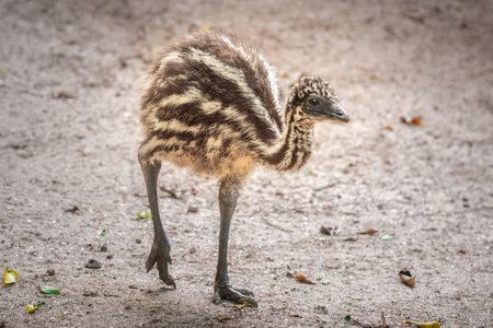 Baby Emu (Dromaius novaehollandiae) - Australian Flightless Birdの写真素材