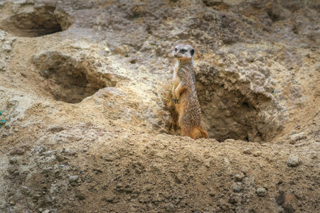 Watchful Slender Tailed Meerkat (Suricata suricatta)の写真素材