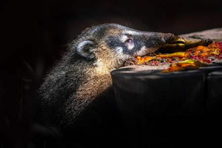 South American Coati eating fruit (Nasua nasua)の写真素材