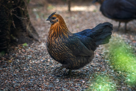 Beautiful Black and Golden Chickenの写真素材