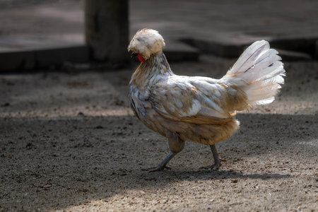 Polish Chicken with beautiful Crestの写真素材