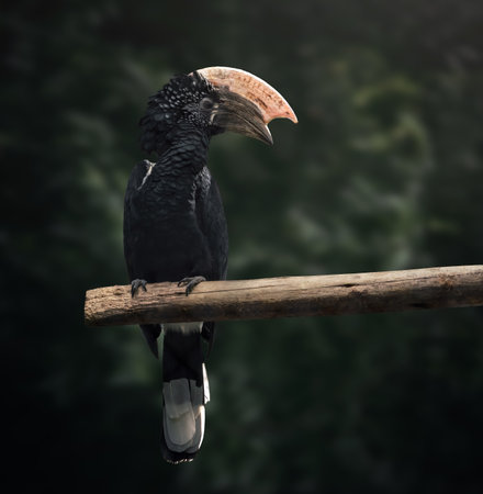 Male Silvery-Cheeked Hornbill (Bycanistes brevis)の写真素材