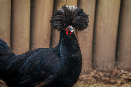 Polish Chicken with beautiful Crestの写真素材