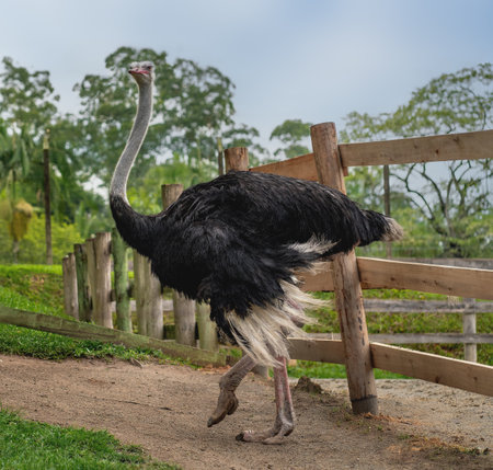 Male Common Ostrich (Struthio camelus)の写真素材