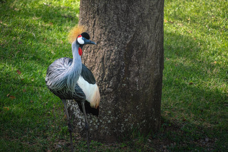 Gray Crowned Crane (Balearica regulorum)の写真素材