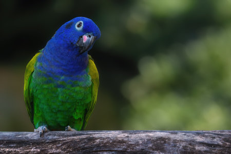 Blue-headed Parrot bird (Pionus menstruus)の写真素材